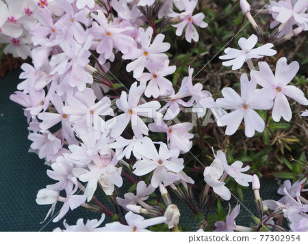 Moss phlox  77302954