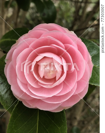 Otome Tsubaki Camellia 77303007