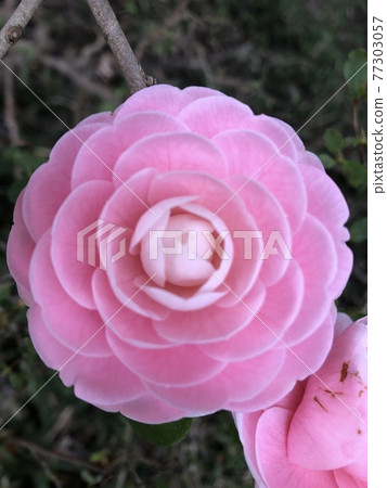Otome Tsubaki Camellia 77303057