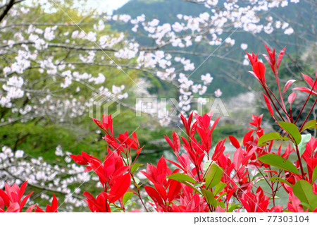 與紅色技巧 photinia 開花的春天風景 與紅色技巧 photinia 開花的春天風景 77303104