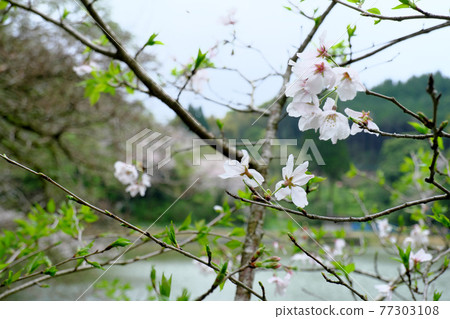 變成葉子櫻花樹的觀音瀧公園的風景 變成葉子櫻花樹的觀音瀧公園的風景 77303108