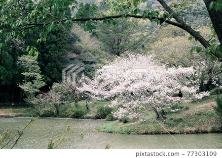 Kannondaki公園的美麗櫻花樹盛開“負” Kannondaki公園的美麗櫻花樹盛開“負” 77303109