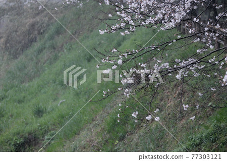 Scenery of the bank where raining cherry blossoms bloom Scenery of the bank where raining cherry blossoms bloom 77303121