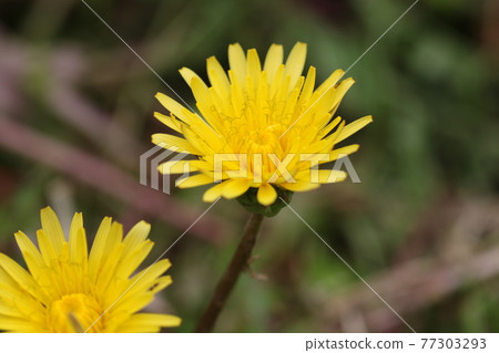 Japanese native dandelion, Taraxacum platyphylla Japanese native dandelion, Taraxacum platyphylla 77303293