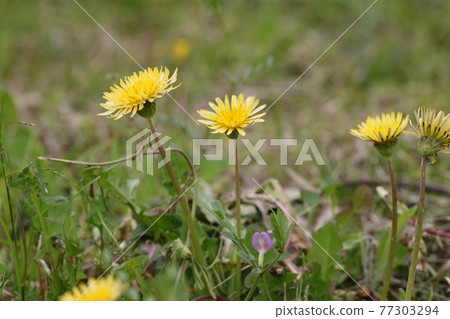 Japanese native dandelion, Taraxacum platyphylla Japanese native dandelion, Taraxacum platyphylla 77303294