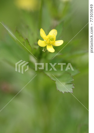 Yellow flower Ranunculus cantonus that blooms in the spring field Yellow flower Ranunculus cantonus that blooms in the spring field 77303649