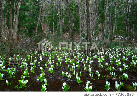 Nishiwaga, Iwate Prefecture 77303886