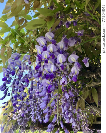 紫藤花○○○ 紫藤花○○○ 77304042