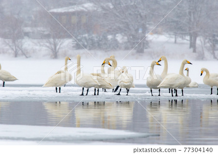 Lake Kussharo winter scenery 77304140