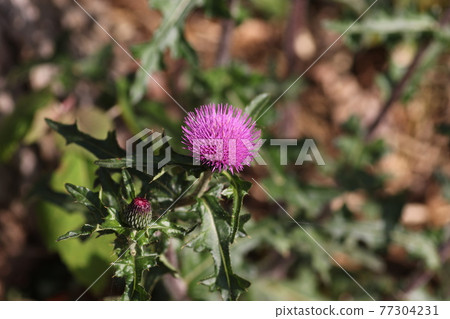Cirsium japonicum, a large purple flower that blooms in the field from early summer to summer Cirsium japonicum, a large purple flower that blooms in the field from early summer to summer 77304231