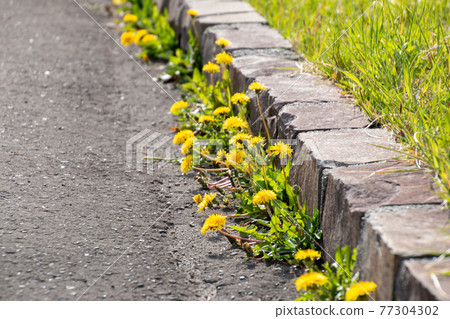 Dandelion Dandelion 77304302
