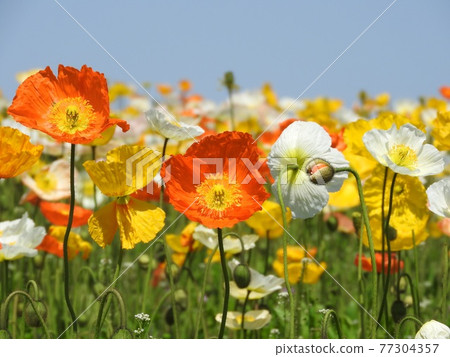 Poppy in full bloom Poppy in full bloom 77304357