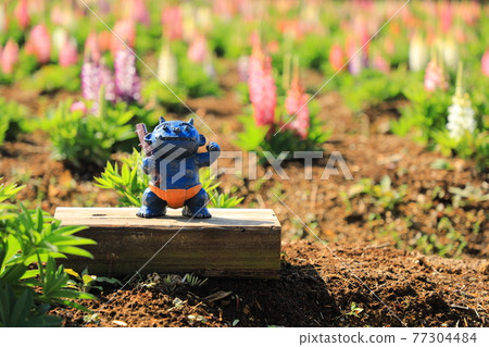 羽扇豆盛開的花園中的青鬼（日本廣島） 77304484