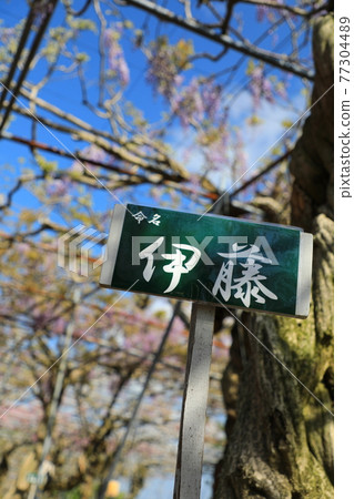 姓氏源自紫藤/伊藤（日本廣島） 77304489