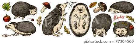 Hedgehog set. Spiny forest animal. Vector Engraved hand drawn Vintage sketch for label or poster. 77304500