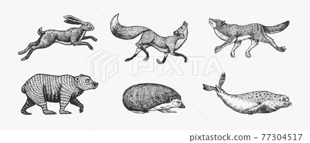 Forest animals. Bear Grizzly, Wolf and red Fox, Hare and Hedgehog and Seal. Jumping and Flying 77304517