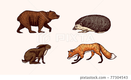 Forest animals. Bear Grizzly and red Fox, Hare and Hedgehog. Jumping beasts. Vector Engraved hand 77304543
