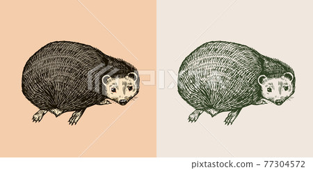 Hedgehog looks back. Spiny forest animal. Prickly creature. Vector Engraved hand drawn Vintage Hedgehog looks back. Spiny forest animal. Prickly creature. Vector Engraved hand drawn Vintage 77304572