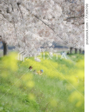 Cherry blossoms and rape blossoms 77304700