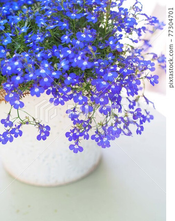 Lobelia 77304701