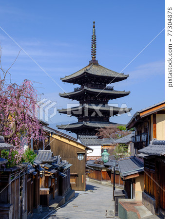 Weeping cherry blossoms and Yasaka tower in Sanningzaka, Kyoto 77304878