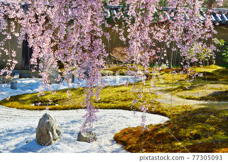 京都高台寺的垂枝櫻花 京都高台寺的垂枝櫻花 77305093