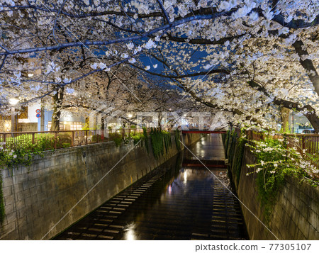東京目黑川的櫻花夜景 東京目黑川的櫻花夜景 77305107