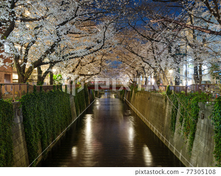東京目黑川的櫻花夜景 東京目黑川的櫻花夜景 77305108
