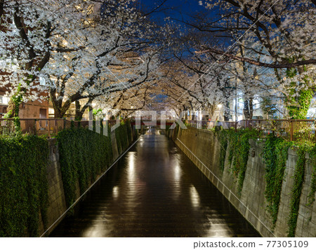 東京目黑川的櫻花夜景 東京目黑川的櫻花夜景 77305109