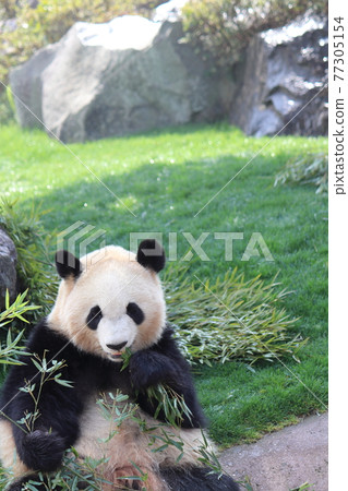 A panda sitting on the lawn and eating bamboo grass A panda sitting on the lawn and eating bamboo grass 77305154