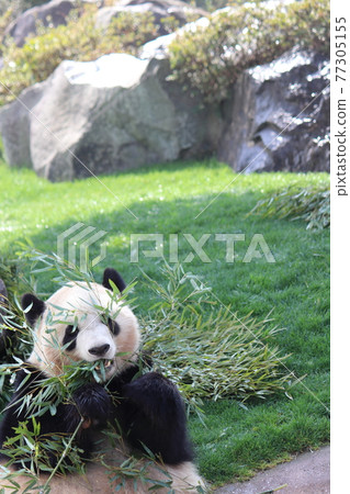 A panda sitting on the lawn and eating bamboo grass A panda sitting on the lawn and eating bamboo grass 77305155