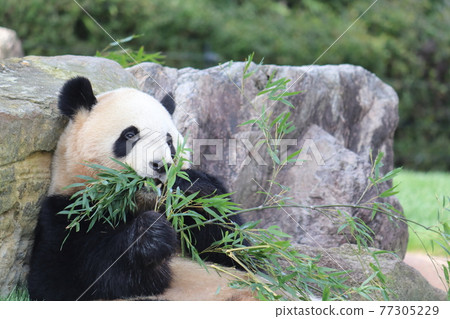 A panda sitting on a rock and eating bamboo grass 77305229