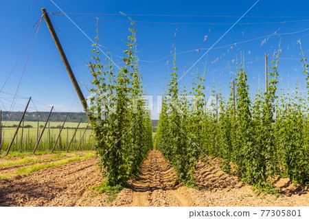 Hop field in Zatec region, Czech Republic Hop field in Zatec region, Czech Republic 77305801