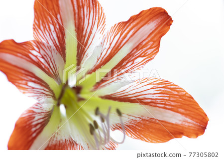 close up of red and white amaryllis 77305802