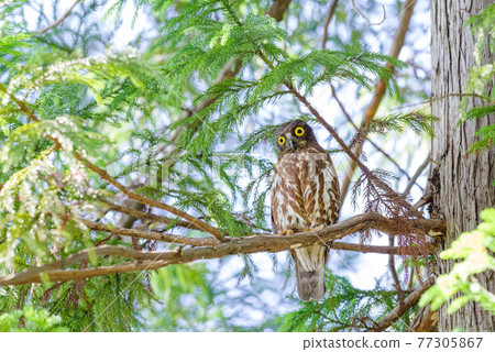 [Boobis] Boboos resting on a tree 77305867