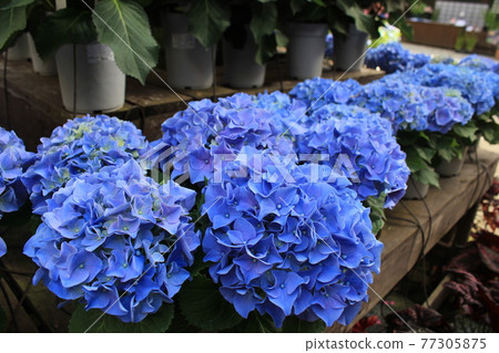 Kamosou Kachoen繡球花 Kamosou Kachoen繡球花 77305875