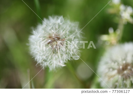Dandelion's fluff Dandelion's fluff 77306127