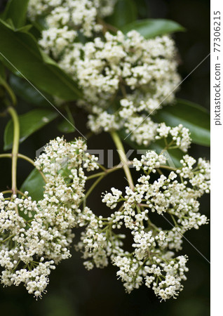 長井植物園盛開著甜莢蘭的白花。學名是Viburnum odoratissimum 長井植物園盛開著甜莢蘭的白花。學名是Viburnum odoratissimum 77306215