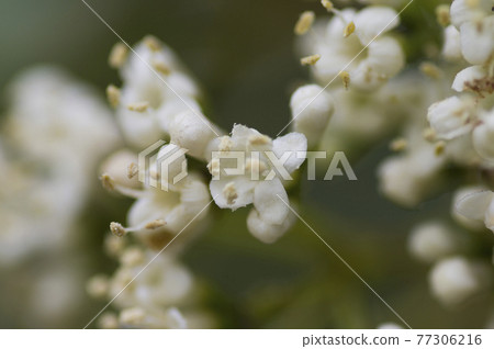 長井植物園盛開著甜莢蘭的白花。學名是Viburnum odoratissimum 長井植物園盛開著甜莢蘭的白花。學名是Viburnum odoratissimum 77306216