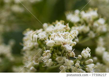 長井植物園盛開著甜莢蘭的白花。學名是Viburnum odoratissimum 77306217