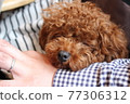Dog napping 77306312