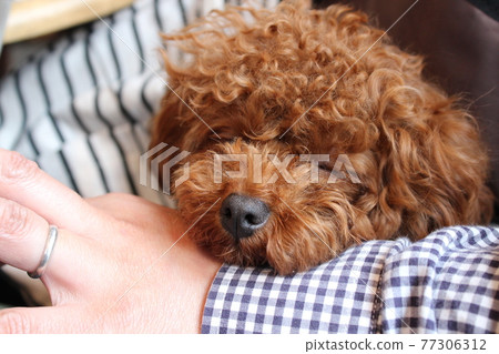 Dog napping Dog napping 77306312
