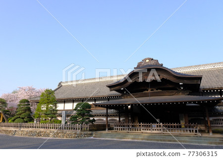 小江戶川越的春天：櫻花盛開的川越城本丸宮 77306315