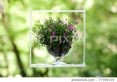 Decorate transparent flower frames and vessels with gypsophila flowers in the forest Decorate transparent flower frames and vessels with gypsophila flowers in the forest 77306319