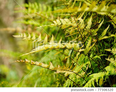 Fern plants that grow in spring Fern plants that grow in spring 77306320