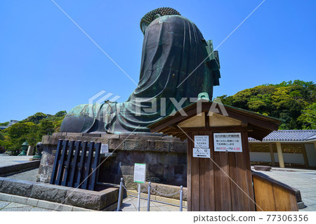 神奈川縣鎌倉市鎌倉大佛後景 77306356