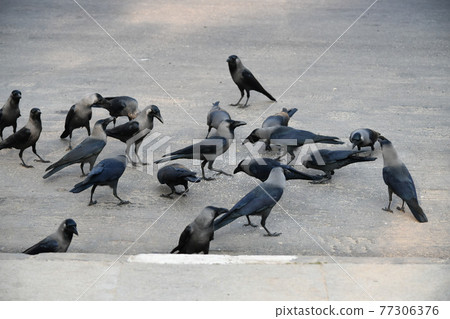 孟買成群的雙音烏鴉 77306376