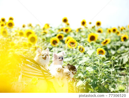 Chihuahua Chihuahua 77306520