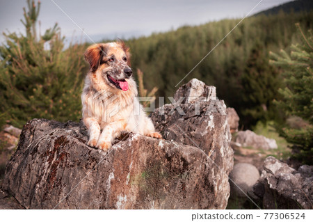 Big dog lying on the stone in the forest Big dog lying on the stone in the forest 77306524