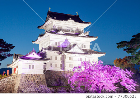 Odawara Castle Night Cherry Blossom Illumination Odawara Castle Night Cherry Blossom Illumination 77306525